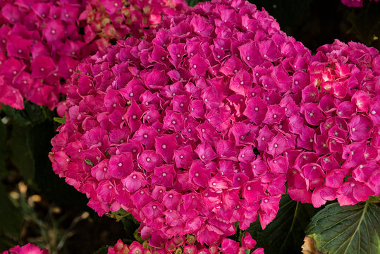 pink hortensia flower clusters - hydrangea 
