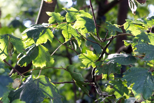 Sunlight shining through leaves on a branch in a forest in the UK on a late summers day