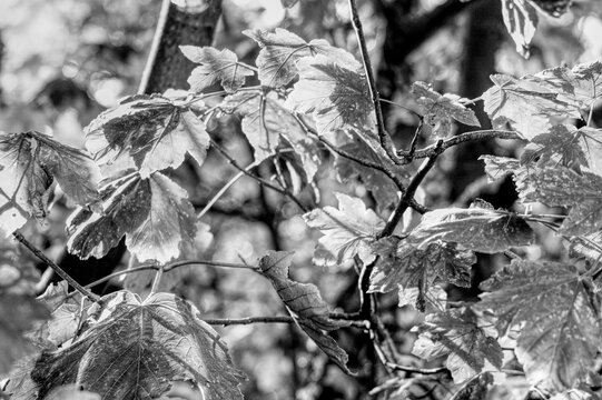 Sunlight shining through leaves on a branch in a forest in the UK on a late summers day