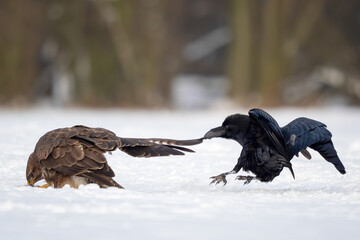 Obraz premium Common Raven - Corvus corax, iconic black large bird native to European woodlands and forests, Poland.