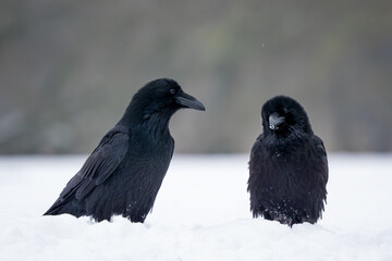 Fototapeta premium Common Raven - Corvus corax, iconic black large bird native to European woodlands and forests, Poland.