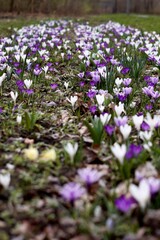 Obraz premium Spring bulb flowers. Crocus sativus. Crocus vernus.