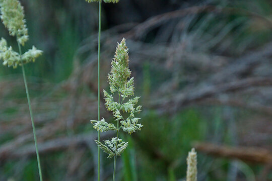  green flowers of beardless rabbitsfoot grass, selective focus on a bokeh background - Polypogon viridis 