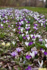Obraz premium Spring bulb flowers. Crocus sativus. Crocus vernus.