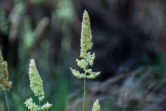  green flowers of beardless rabbitsfoot grass, selective focus on a bokeh background - Polypogon viridis 