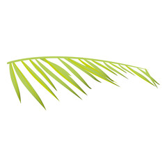 Palm fern © Vexels