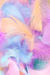 Fototapeta premium Colorful feather background, top view.