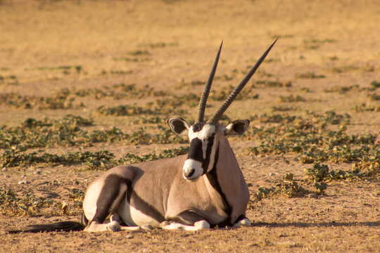 A solitary Gemsbok, Oryx Gazella, lying on the sand of the dry riverbed of the Aoub river in the Kgalagadi National Park, South Africa.