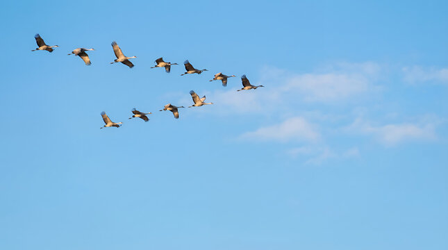 Flock of birds flying together formation.