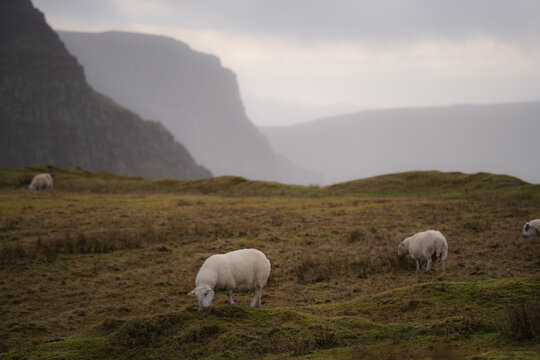 View of grazing sheep scattered across a windswept, golden field, set against the imposing, shadowy cliffs fading into the misty horizon, Neist Point, Isle of Skye, Scotland.