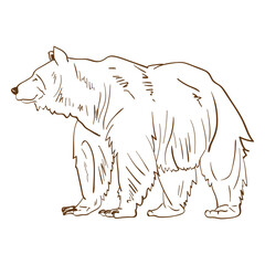 Obraz premium Brown grizzly bear stroke cartoon