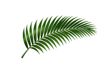 Green palm leaf creating tropical summer vibe on transparent background © Tusike