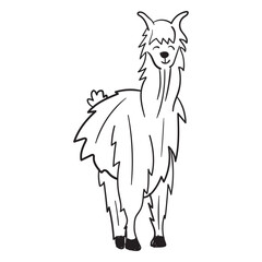 Naklejka premium Llama standing stroke