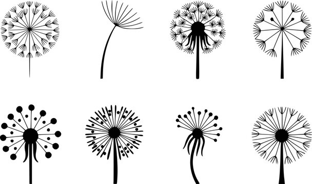 Collection of black and white dandelion seed head a white background plant flower