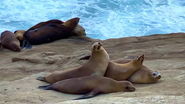 Wild sea lions and seals resting on the Pacific coast. Blue ocean waves with white foam in the background. Sunny day atmosphere of marine animals in their natural habitat. Coastal wildlife.