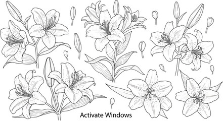 Obraz premium Hand drawn botanical lily flower collection featuring detailed line art blossoms with buds and leaves for elegant floral wedding invitations and garden designs.