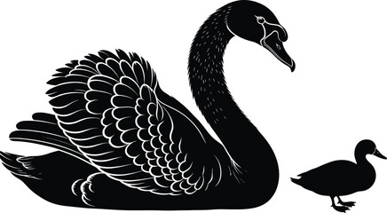 Fototapeta premium Black silhouette of a graceful swan swimming next to a small duckling isolated on white background for pond wildlife concept