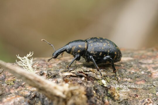 Closeup of the colorful large pine weevil, Hylobius abietis, a major pest of coniferous trees