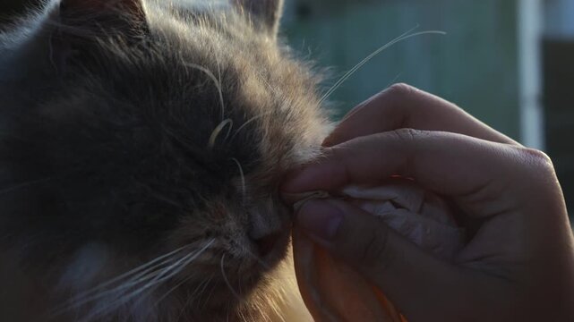 People wiping eye discharge or gunk from chubby calico persian cat, in a cozy outdoor environment, on a wooden table