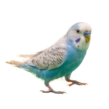 Adorable blue budgerigar parakeet confidently posing on a transparent background with bright plumage.