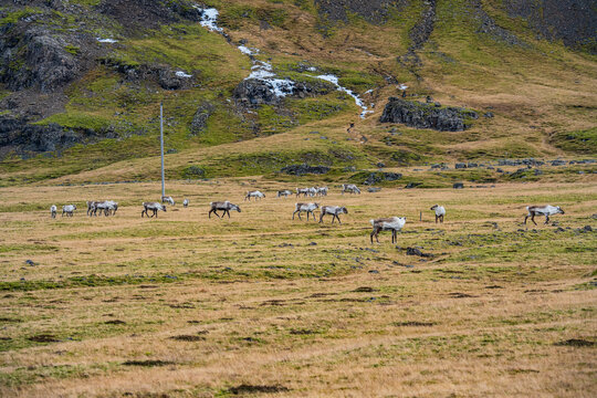 Rentiere - Island - Iceland - Reindeer - caribou