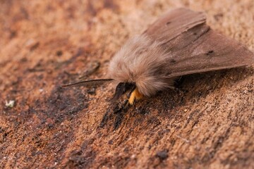 Closeup on a European muslin moth, Diaphora mendica on wood in the garden © Henk