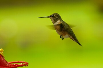 Fototapeta premium Hummingbird hovers near feeder, wings blurring in motion. Green background enhances its vibrant colors, a delicate dance of nature.