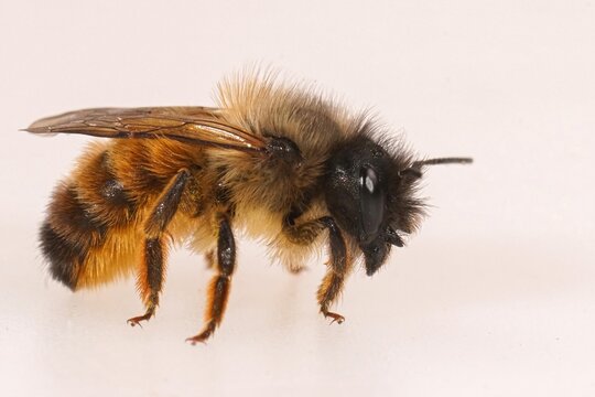 Detailed closeup on a female red mason bee , Osmia rufa on a white background