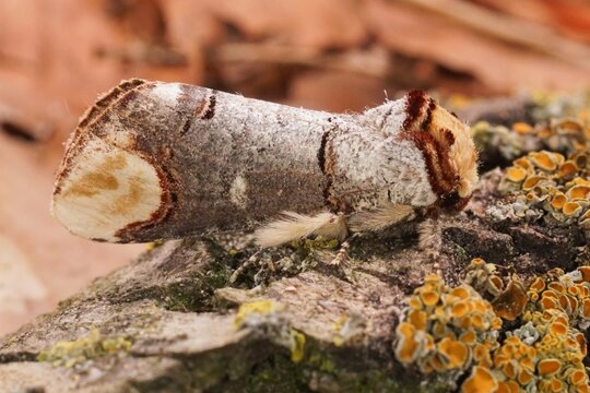 Closeup on a colorful Prominent puss moth, Phalera bucephala, sitting on dried leafs