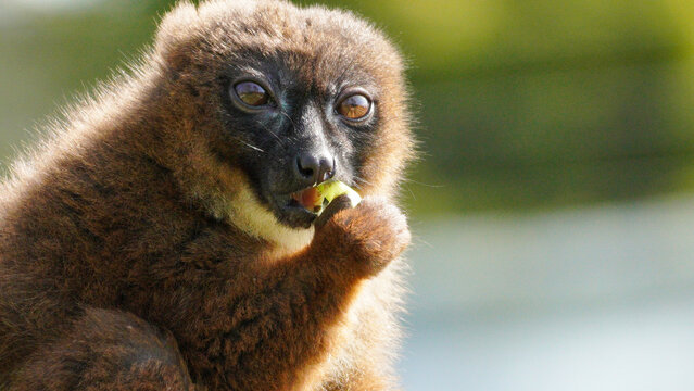 A close-up of a brown lemur eating fruit in its natural habitat, showcasing its fluffy fur and expressive eyes in daylight.
