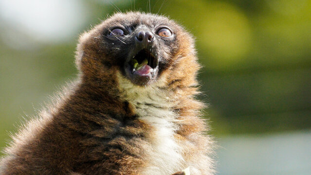 A brown lemur with a white chest is seen outdoors with its mouth open, possibly vocalizing or eating, set against a blurred green background.