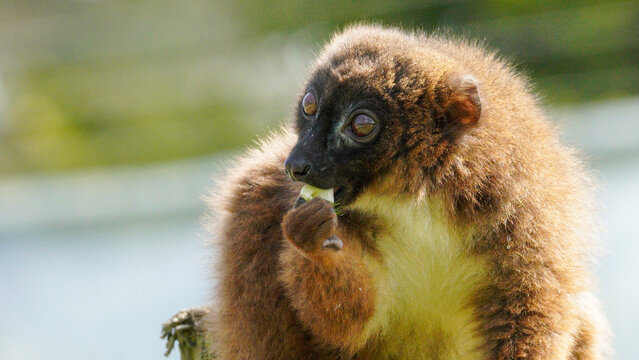 A brown lemur with a fluffy coat is seen outdoors, enjoying a meal. Its large eyes stand out against a blurred natural background.