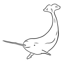 Narwhal flipper tail tusk sketch © Vexels