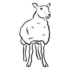 Sheep lamb wool hoof sketch © Vexels