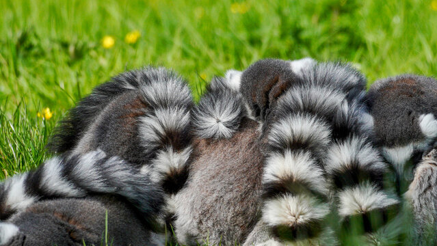 Lemurs with black and white ringed tails gather closely on a grassy field, highlighting their unique patterns in a natural outdoor setting.