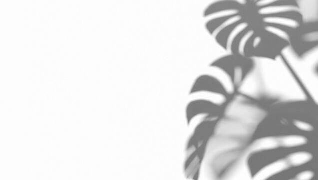 Abstract monstera corner shadow on wind background, 3d rendering. Tropic foliage houseplant shadows play on sun backdrop. Overlay blurry cheeseplant reflection shade on light template.