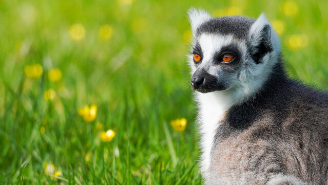 A ring-tailed lemur with vivid orange eyes is seen in a grassy area with yellow flowers, highlighting wildlife in its natural habitat.