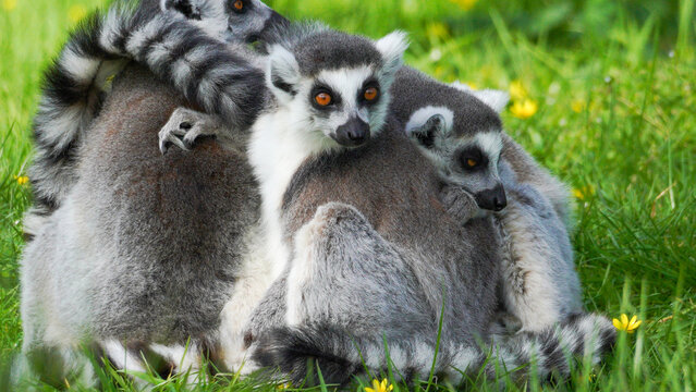 Lemurs with distinctive black and white fur huddle on a grassy field dotted with yellow flowers, illustrating wildlife in its natural habitat.