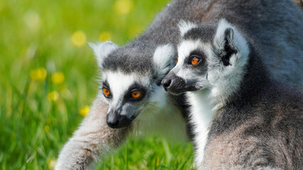 Fototapeta premium Two ring-tailed lemurs with distinctive black and white faces and orange eyes are seen together in a grassy outdoor environment on a sunny day.
