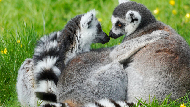 Two lemurs with distinct ringed tails sit together on grass, showcasing social interaction in a natural outdoor setting with yellow flowers.