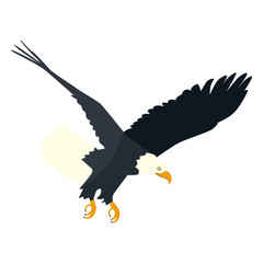 Fototapeta premium Bald eagle diving flat