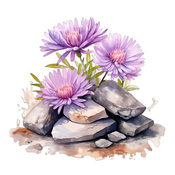 Watercolor purple aster flowers growing on gray rocks and stones
