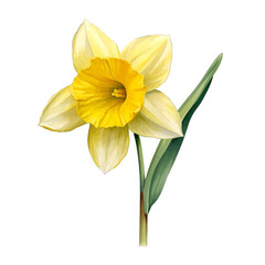 Fototapeta premium Watercolor Yellow Daffodil Flower Illustration, Single Narcissus Blossom Clipart Isolated on White Background