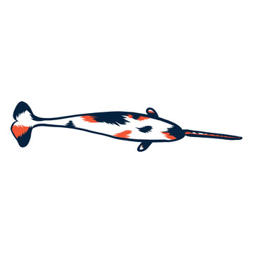 Narwhal flipper tail tusk stroke duotone