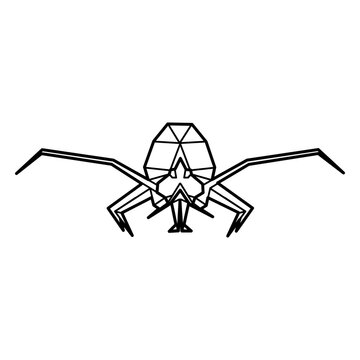 Spider abdomen head polygonal line