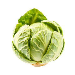 Fototapeta premium cabbage isolated on white background