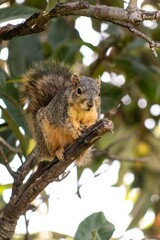 Fototapeta premium squirrel on a tree 