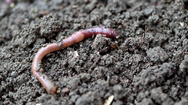 Earthworms move through dark, moist soil. Texture shows rich, crumbly earth. Worms appear healthy, segmented, and active. Ideal for gardening, composting, or ecology themes