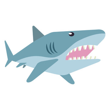Shark jaw flipper tail tooth rounded flat