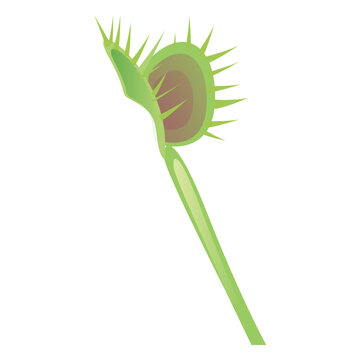 Carnivorous sarracenia flytrap pitcher plant sundew flat